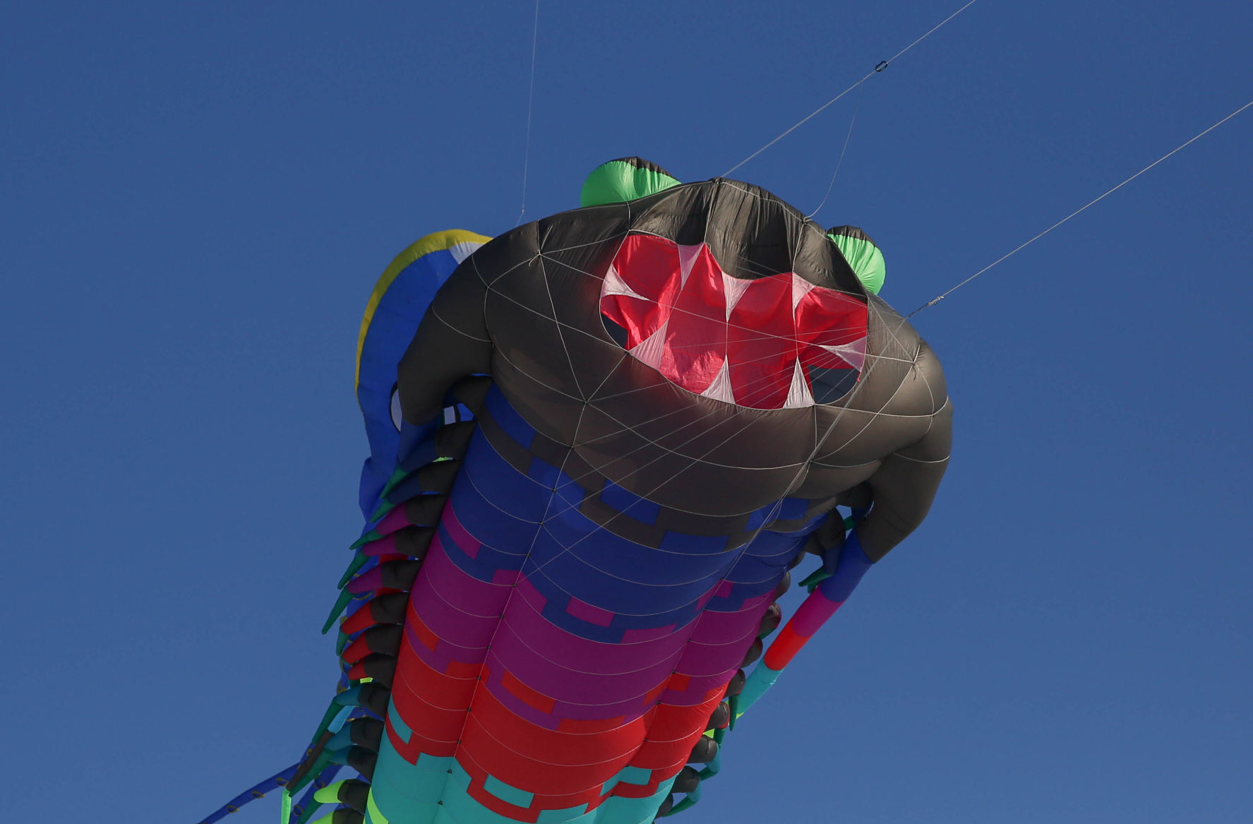 Color the Wind kite festival 02-15-2020 (83).jpg